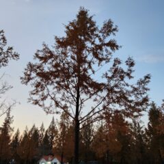 주차 실력 향상